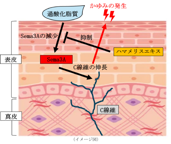 頭皮のかゆみが起こるメカニズムのイメージ図