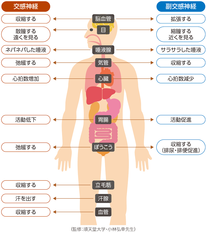 交感神経と副交感神経の働きの紹介