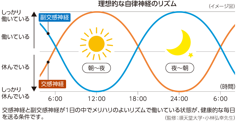 理想的な自律神経のリズムの図