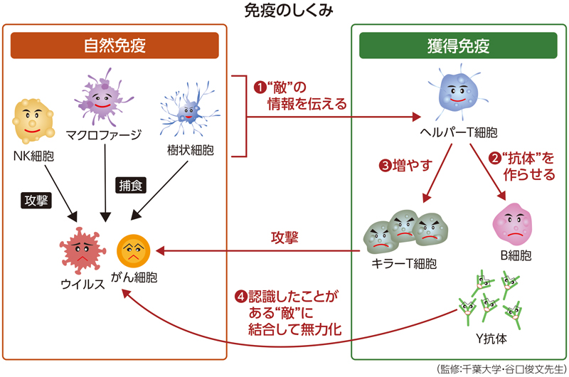 免疫のしくみ