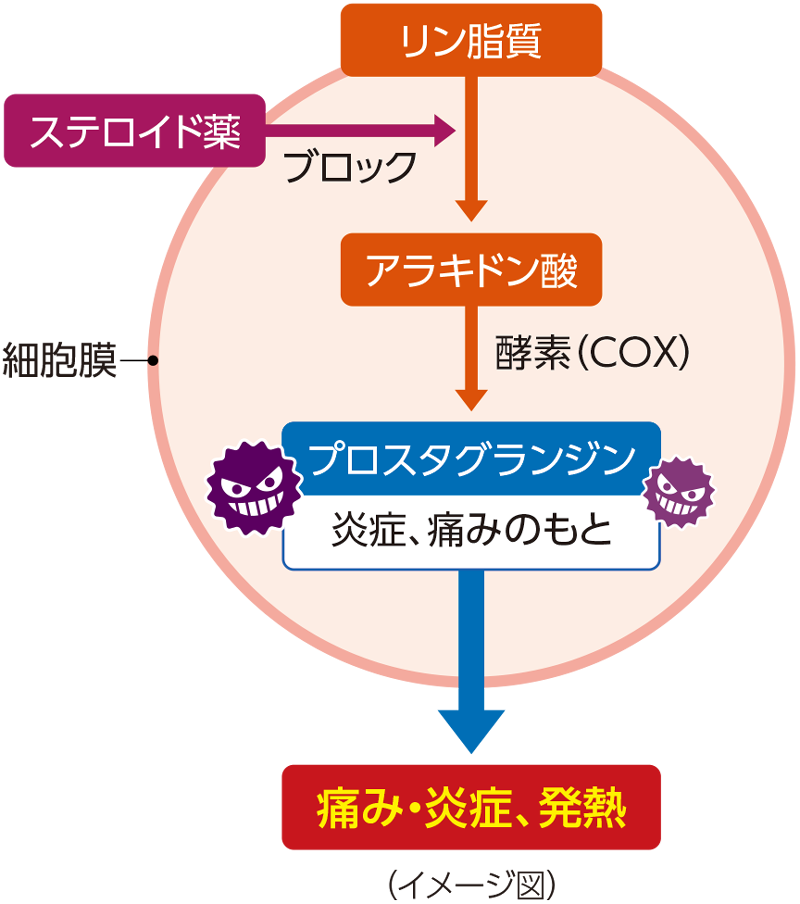 ステロイドはプロスタグランジンの“材料”のアラキドン酸が切り出されるのを阻害するイメージ