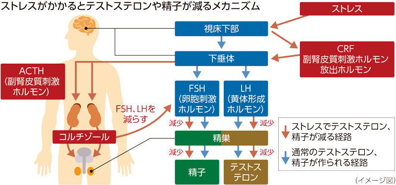 ストレスがかかるとテストステロンや精子が減るメカニズム