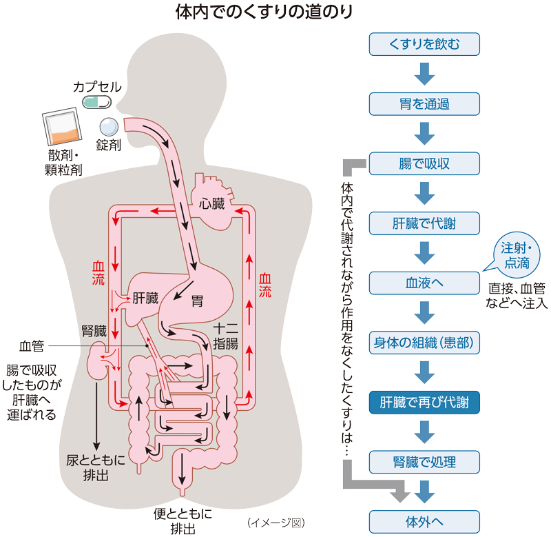 薬を飲んでから体の外に出るまでのイメージ図