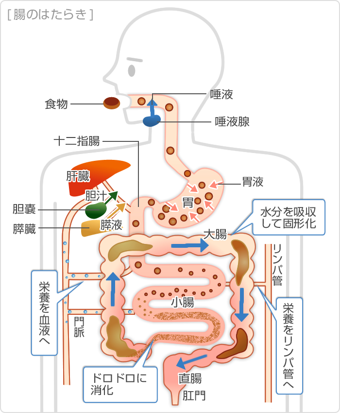 腸のはたらき