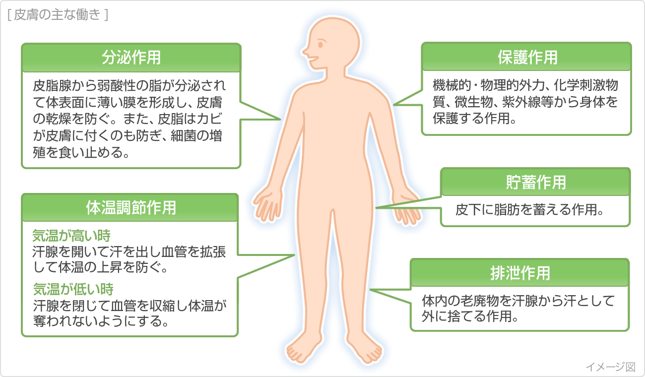 皮膚の主な働き