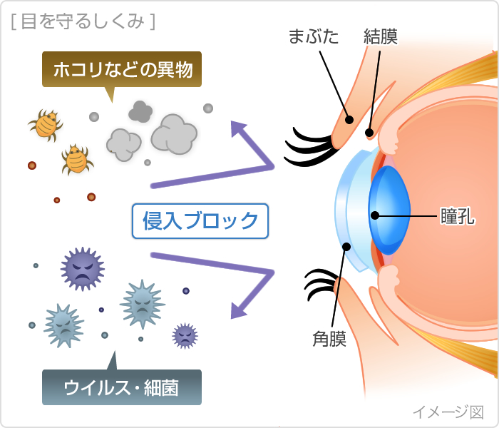 目を守るしくみ