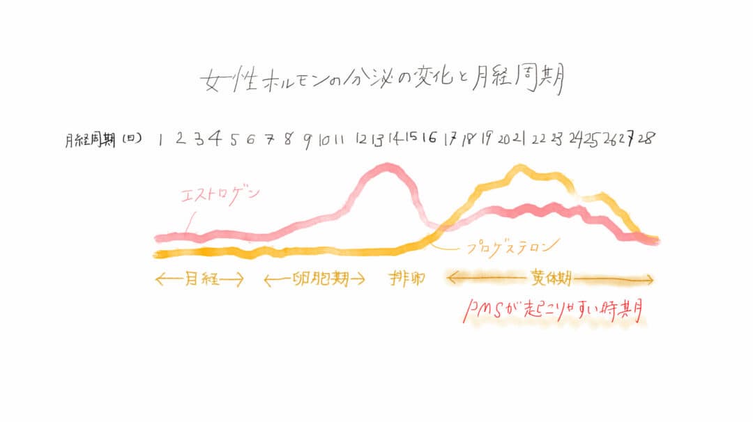 女性ホルモンの分泌の変化と月経周期のイラスト