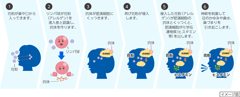 花粉症状が起こるメカニズム