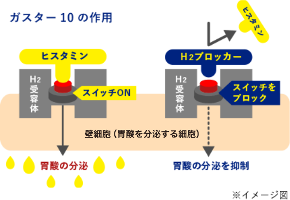 ガスター10の作用