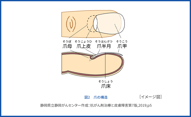 図4　爪の構造 静岡県立静岡がんセンター作成・監修：抗がん剤治療と皮膚障害第5版，静岡：静岡県立静岡がんセンター， 2018；p5