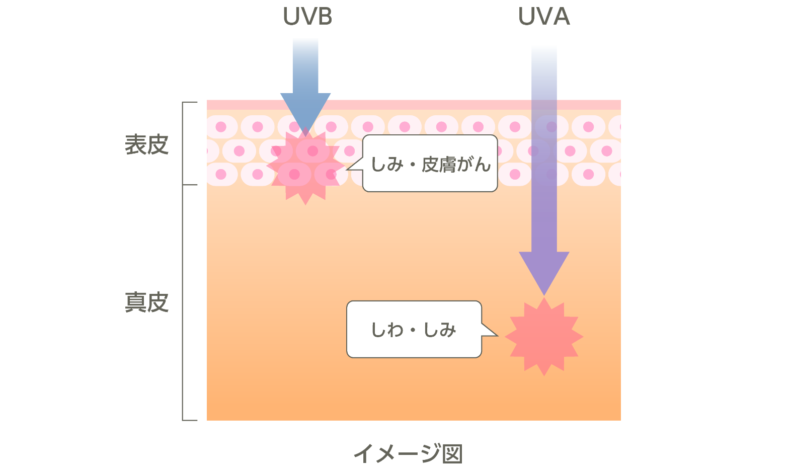 紫外線の種類と皮膚の症状