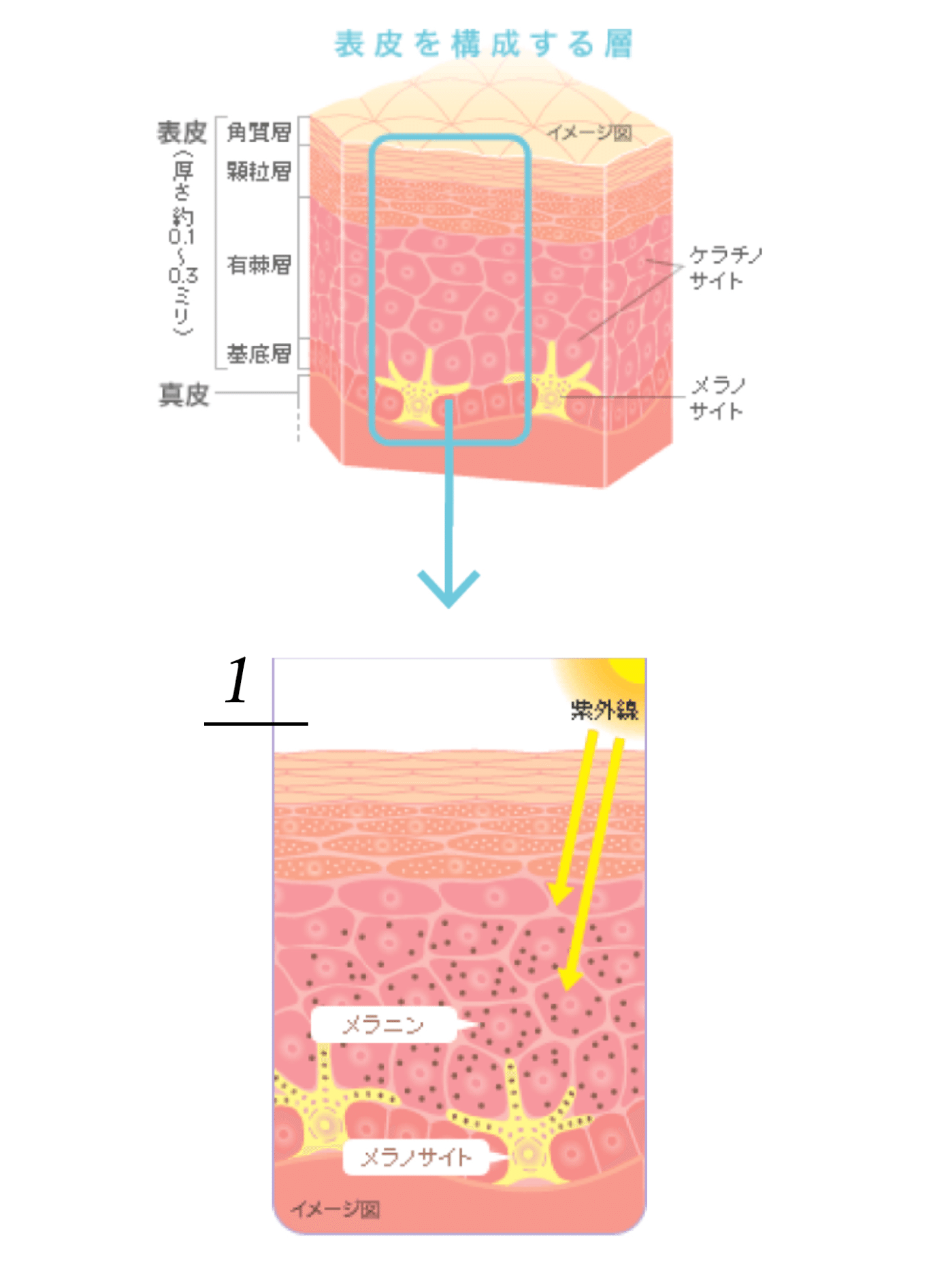 紫外線などの刺激をうけるとメラニン生成