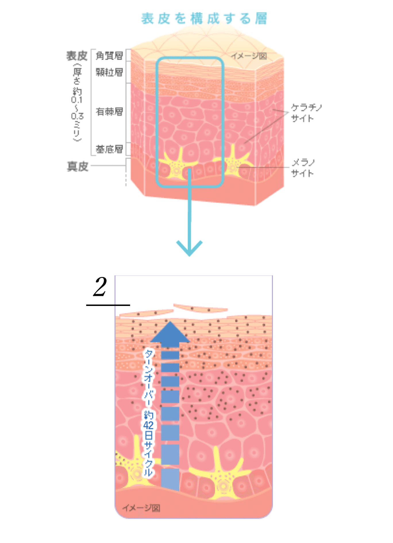 皮膚のターンオーバー