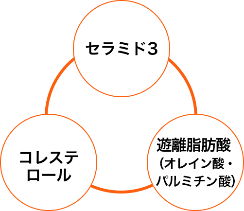 皮膚バリア機能に着目 イメージ