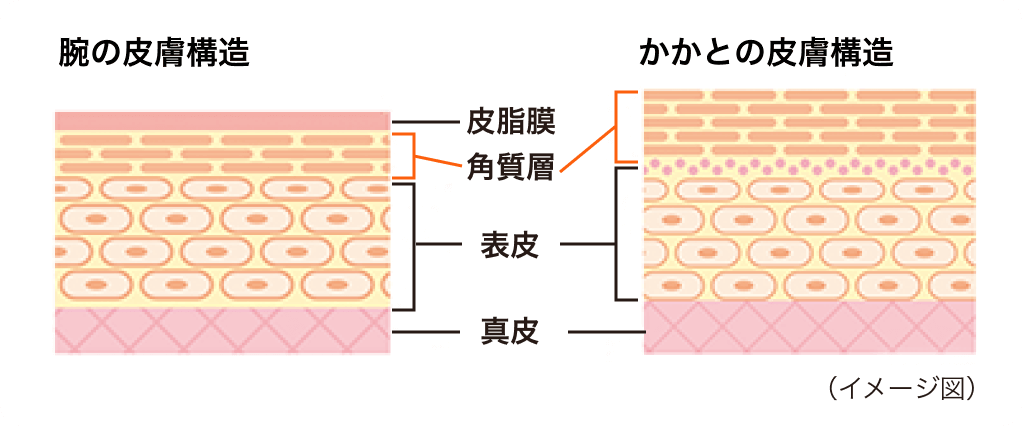 皮脂膜の組成成分と同じ成分を配合 イメージ