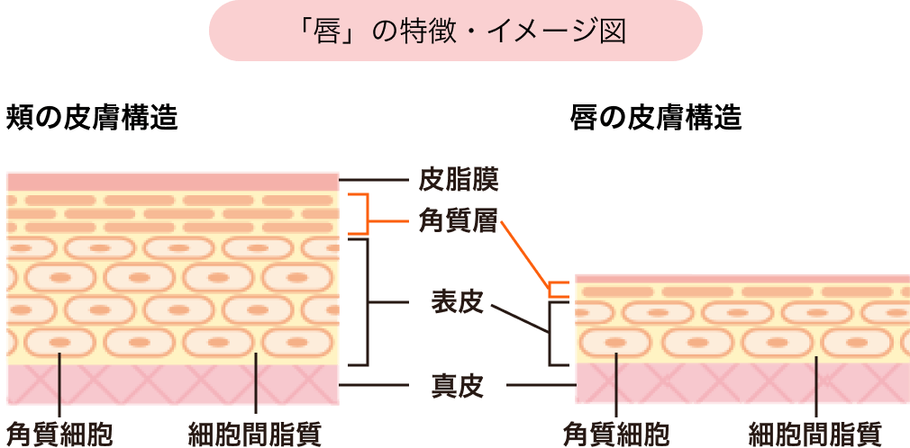 「唇」の特徴・イメージ図