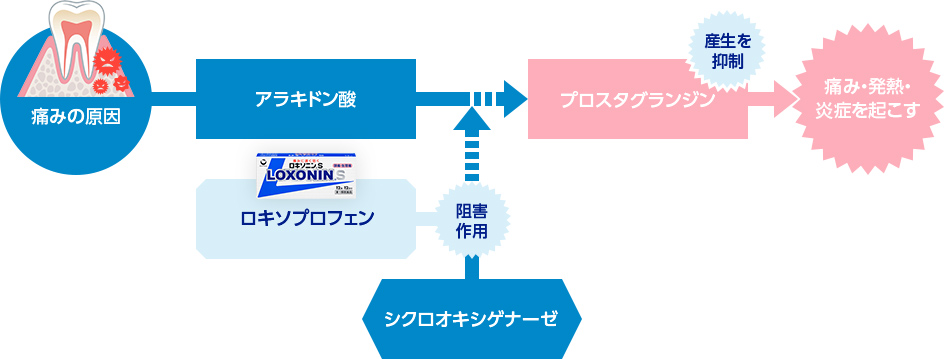 痛みの原因：アラキドン酸→シクロオキシゲナーゼ→プロスタグランジン(痛み・発熱・炎症を起こす) ロキソプロフェン→阻害作用、産生を抑制