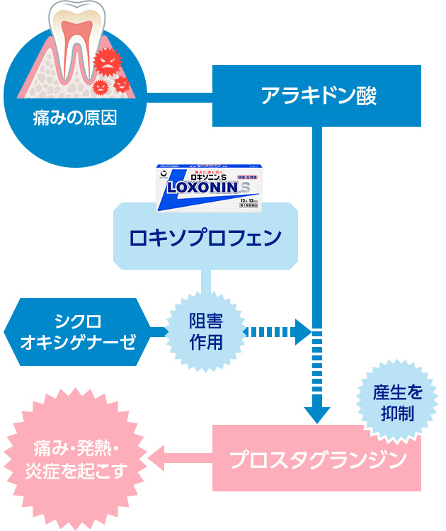 痛みの原因：アラキドン酸→シクロオキシゲナーゼ→プロスタグランジン(痛み・発熱・炎症を起こす) ロキソプロフェン→阻害作用、産生を抑制