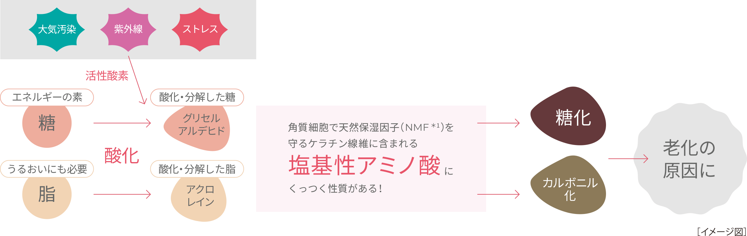 大気汚染・紫外線・ストレス→活性酸素→「エネルギーの素・糖」「うるおいにも必要・油」が酸化して「酸化／分解した糖・グリセルアルデヒド」「酸化／分解した油・アクロレイン」に 角質細胞で天然保湿因子（NMF*1）を守っているケラチン繊維に含まれる塩基性アミノ酸にくっつく性質がある！ →糖化／カルボニル化→老化の原因に