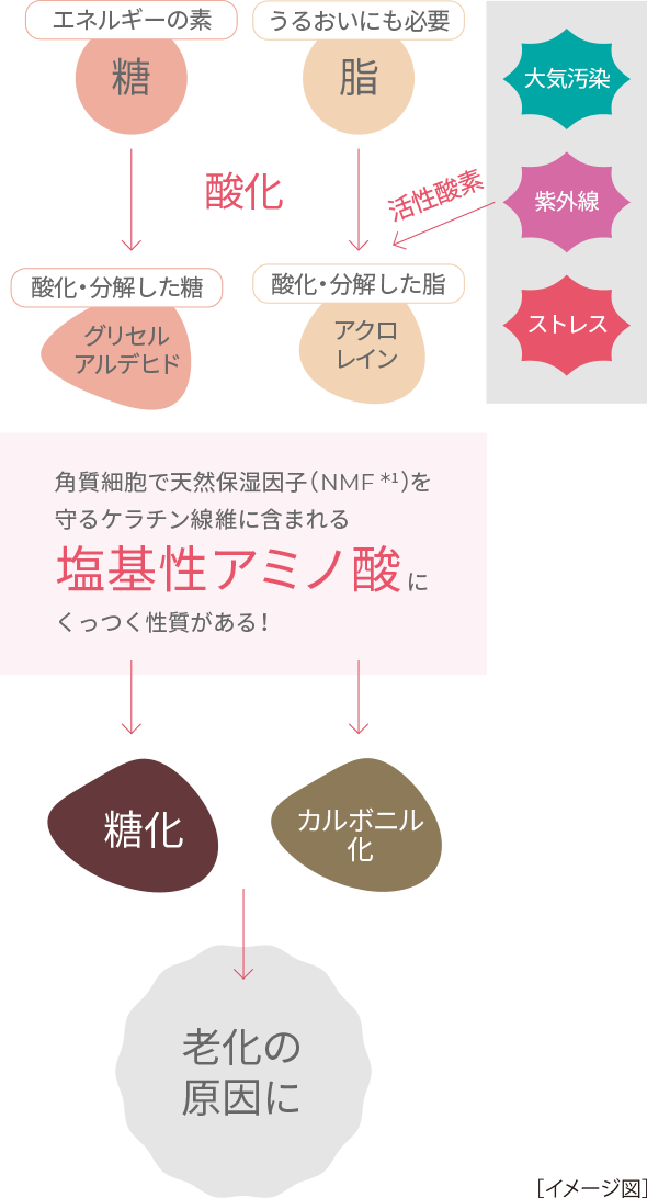 大気汚染・紫外線・ストレス→活性酸素→「エネルギーの素・糖」「うるおいにも必要・油」が酸化して「酸化／分解した糖・グリセルアルデヒド」「酸化／分解した油・アクロレイン」に 角質細胞で天然保湿因子（NMF*1）を守っているケラチン繊維に含まれる塩基性アミノ酸にくっつく性質がある！ →糖化／カルボニル化→老化の原因に