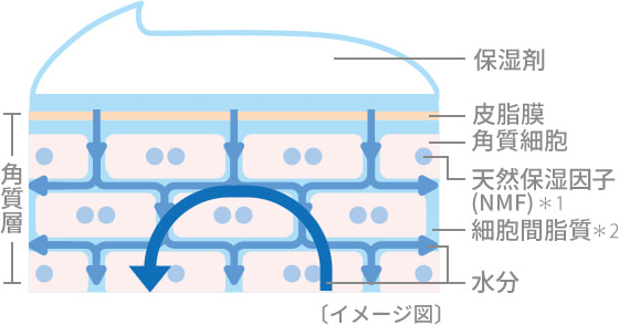 塗る保湿ケア イメージ図