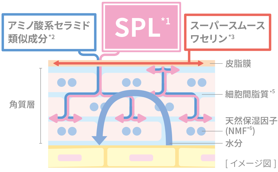 SPL*1 アミノ酸系セラミド類似成分*2 スーパースムースワセリン*3