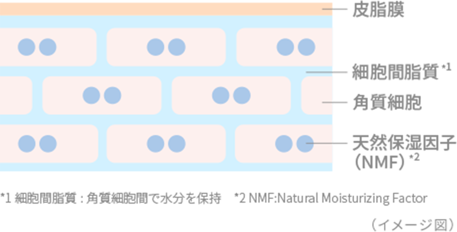 角質層を構成する成分 イメージ