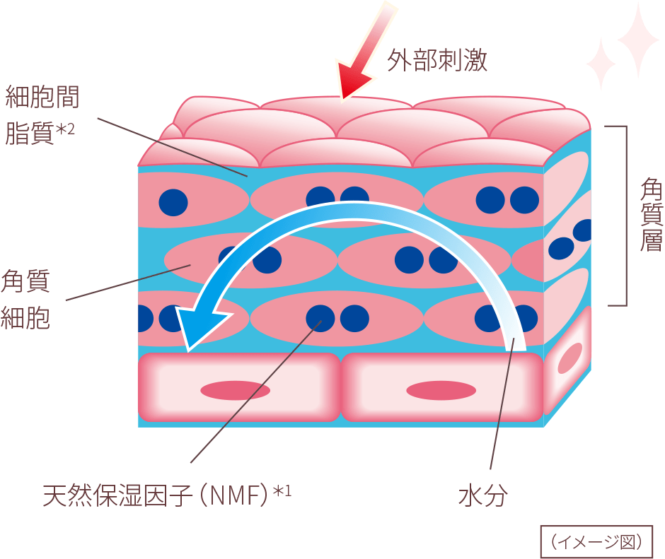 健康肌の構造