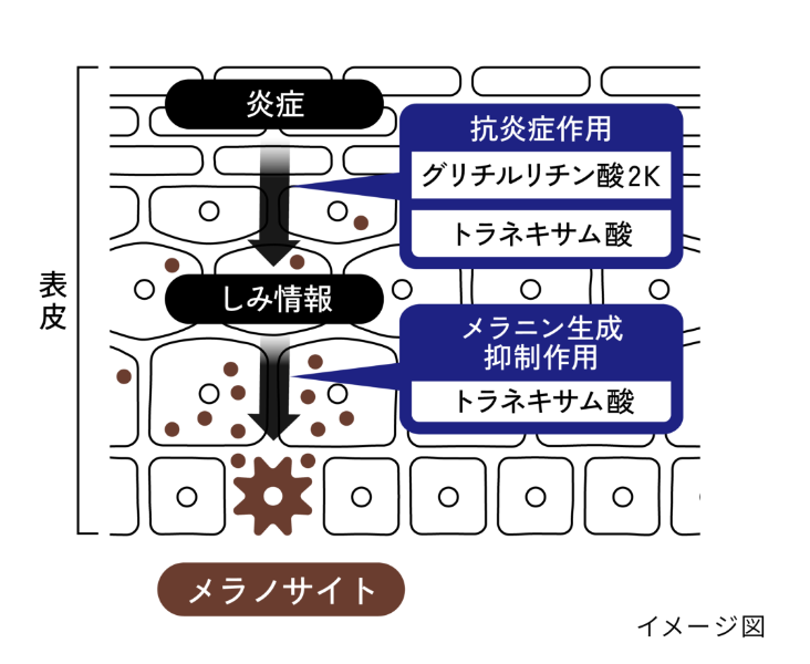 肌断面イメージ図01