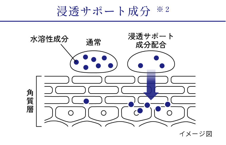 肌断面イメージ図02