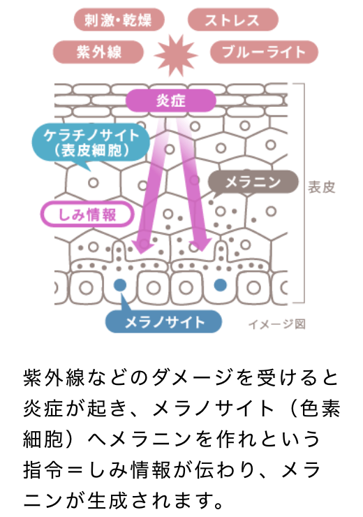 紫外線を浴びるとメラノサイト（色素細胞）でメラニンがつくられます。