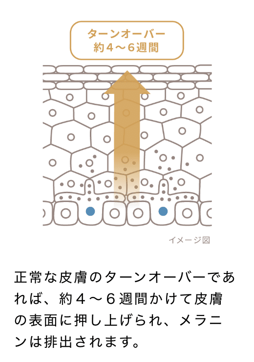 正常な皮膚のターンオーバーであれば、約４～６週間かけて皮膚の表面に押し上げあられ、メラニンは排出されます。