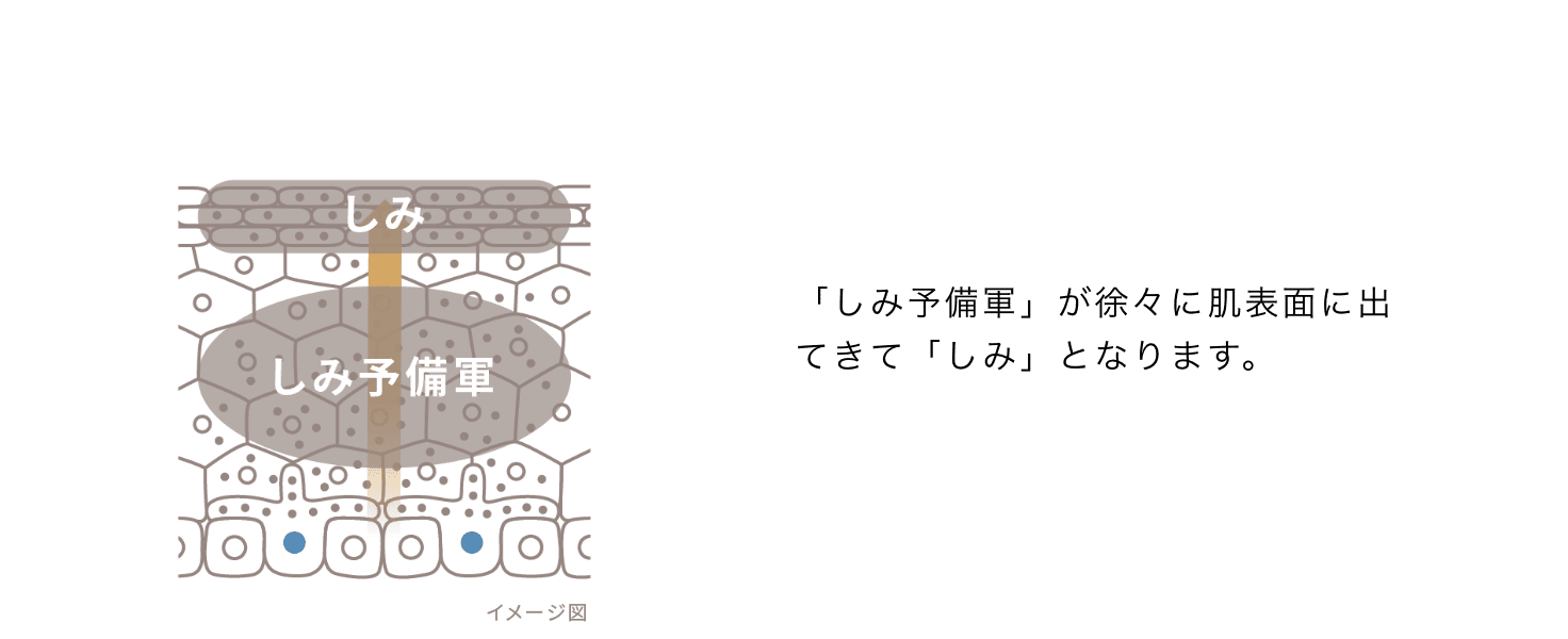 「しみ予備軍」が徐々に肌表面に出てきて「しみ」となります。