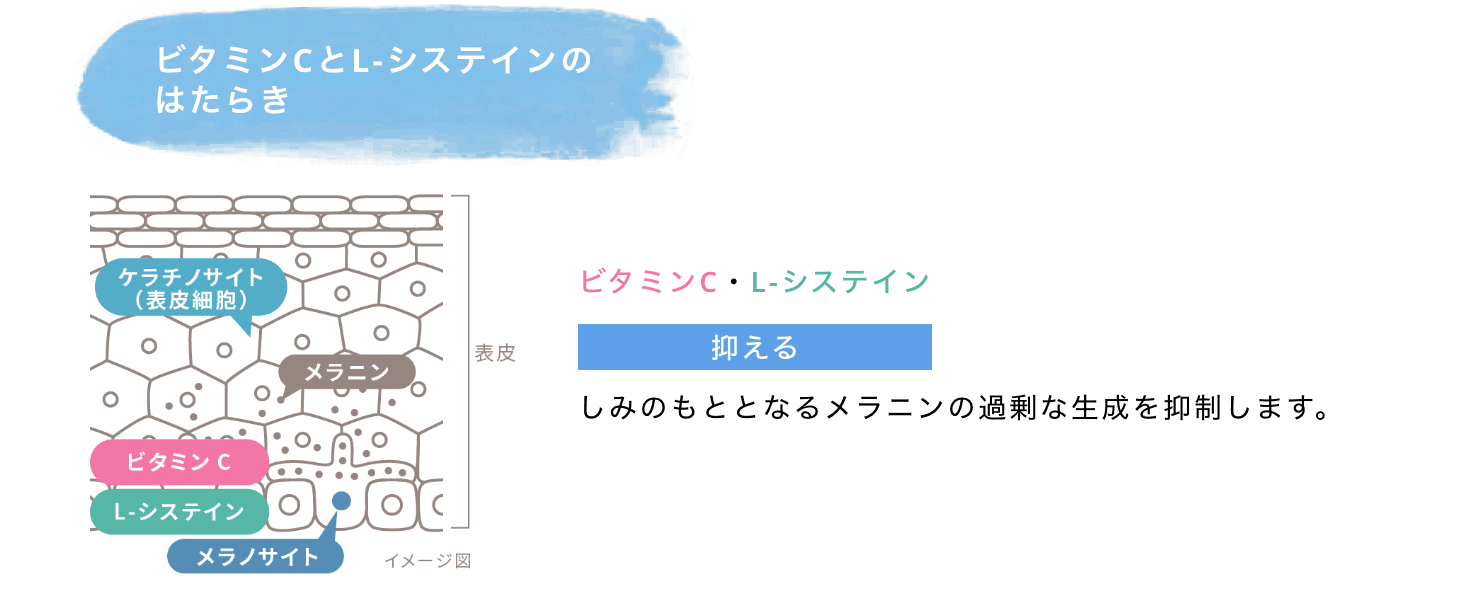 美白有効成分「トラネキサム酸」のはたらき