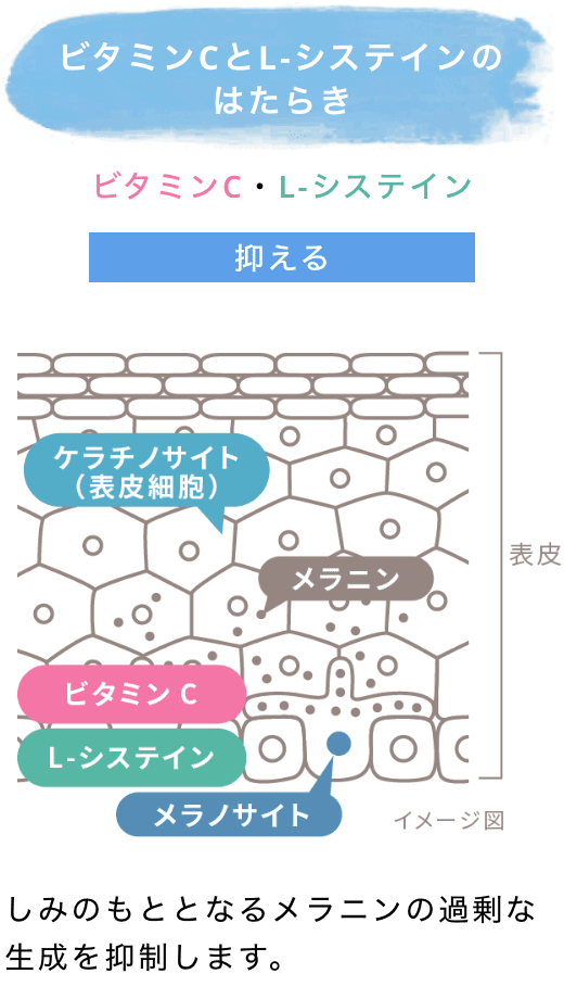 美白有効成分「トラネキサム酸」のはたらき