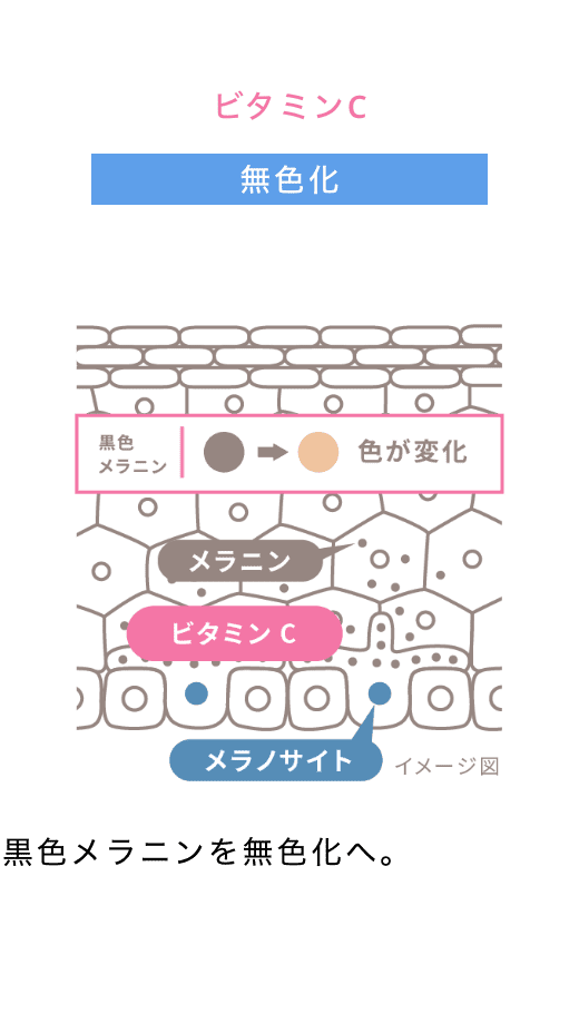 ビタミンC 無色化 黒色メラニンを無色化へ。