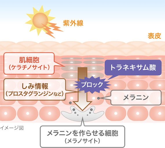 トラネキサム酸のはたらき