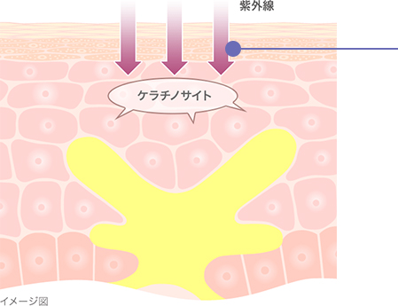 メラニンの生成過程