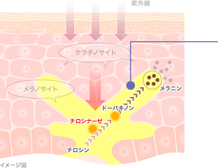 メラニンの生成過程