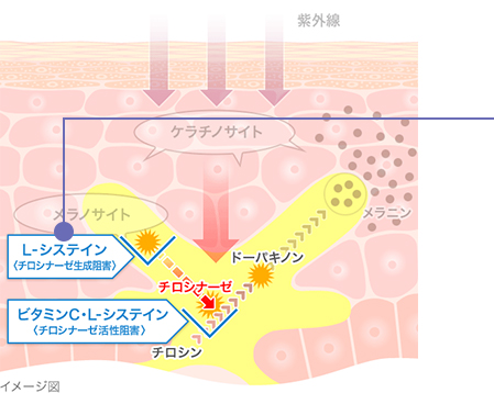 メラニンの生成を制御