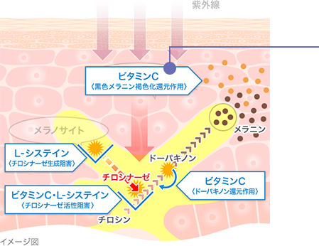 メラニンの生成を制御