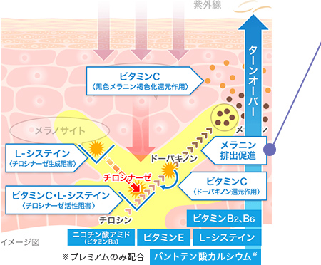 メラニンの排出を促進