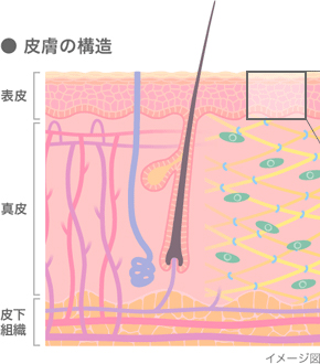 皮膚の構造