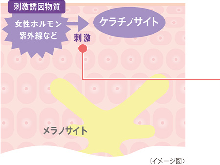 刺激誘引物質がケラチノサイトを刺激