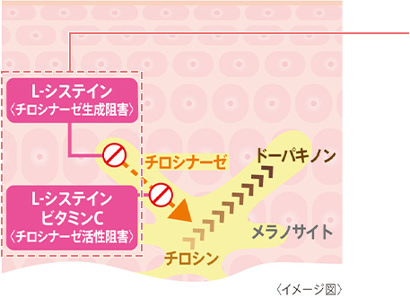 メラニンの過剰な生成を抑制